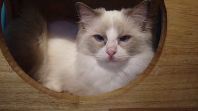 萌宠系列-可爱布偶猫