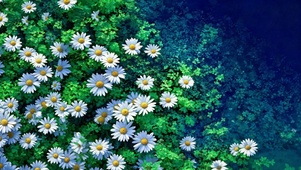 唯美雏菊花海