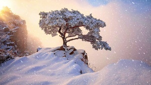 山边雪松