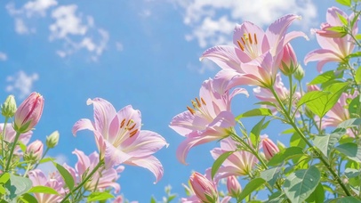 晴空花意百合