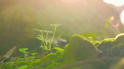 唯美治愈绿色草地