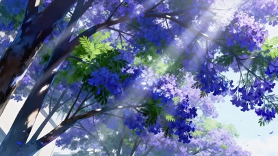 蓝花楹之梦