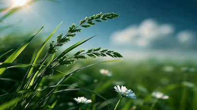 阳光清新青草地雏菊风景