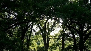 护眼森林绿景带鱼屏