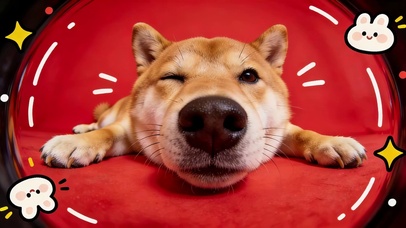 可爱镜头里的狗狗