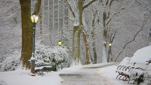 雪天公园树林小路