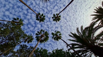棕榈树 风 天空云