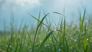 护眼树木带鱼屏