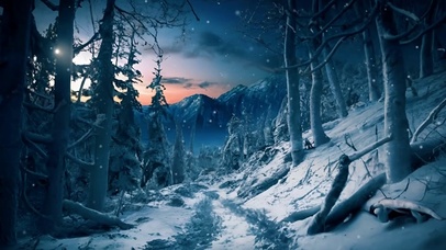 月夜雪松