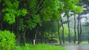 雨天公园绿树林