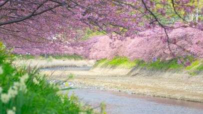 春天养眼河边樱花