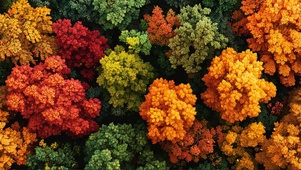 俯瞰绚丽秋日森林树木