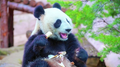 可爱国宝大熊猫 4K