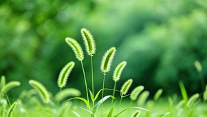 护眼治愈狗尾草4K