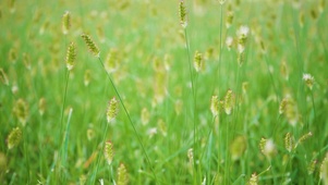绿色植物