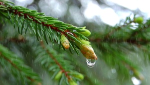 雨天水滴