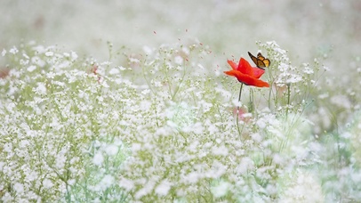 烂漫花海