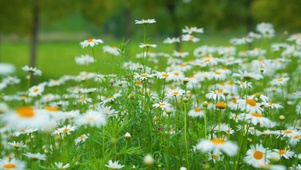 雏菊