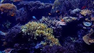 深海水族馆