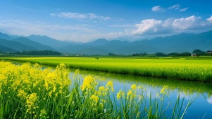 清新治愈油菜花山水