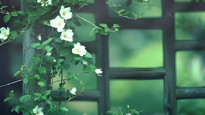 藤蔓和小花