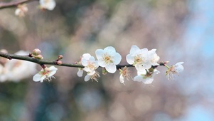 桃花盛开