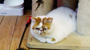呆萌加菲猫