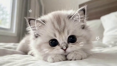 软萌治愈可爱小奶猫