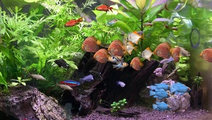 4k水族箱游鱼