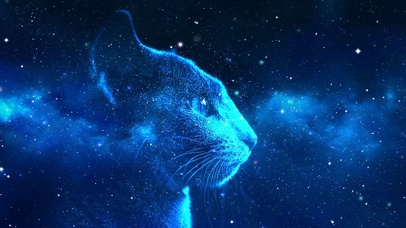 夜空下的猫唯美壁纸图片 动态桌面壁纸图片 动态壁纸下载 元气壁纸