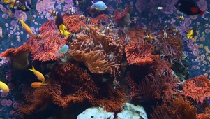 水族馆珊瑚鱼