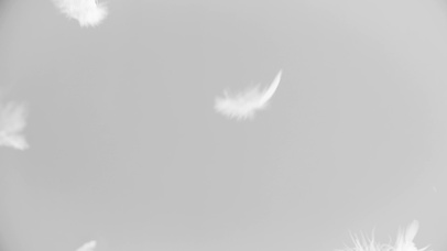 4K 高清 白色羽毛飘落