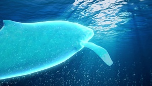 深海发光游鲸