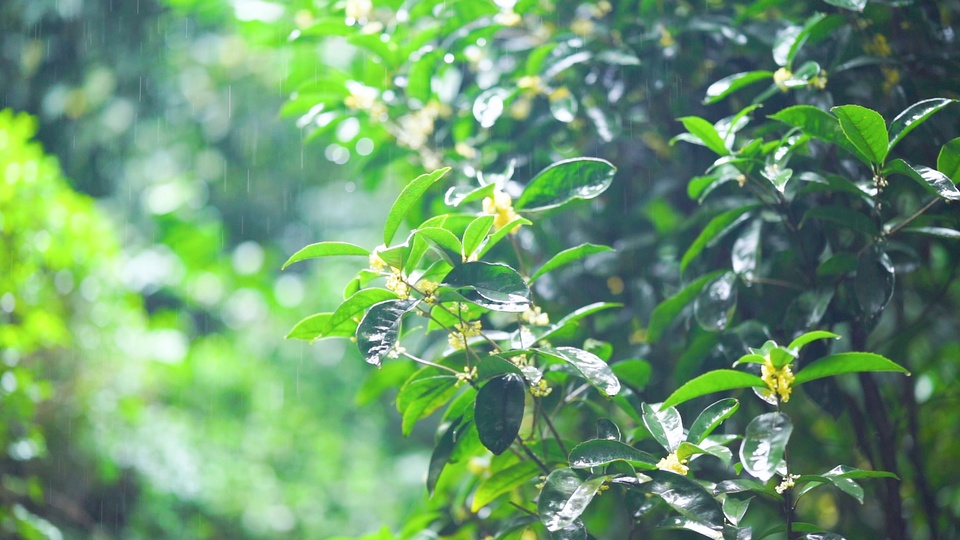飘雨的户外场景中，缀着水珠的鲜绿枝叶旁簇生明黄色小花，背景为虚化的绿色植被。