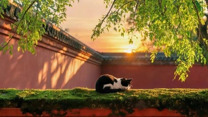 夕阳墙头猫咪