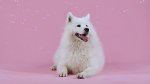 4K可爱萨摩 