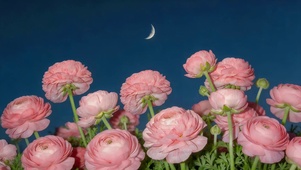 月光下鲜花