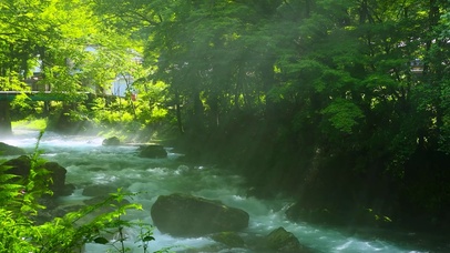 阳光透过树林河流