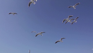 海鸥