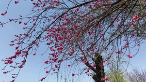 春天桃花盛开红色桃花