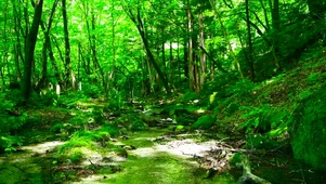 夏日护眼绿树林小溪