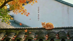 闲观秋景，福伴朝夕