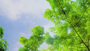 夏季树影