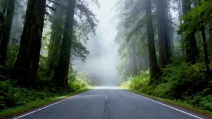 晨雾公路