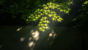 晨光