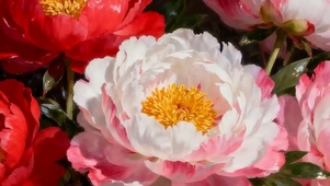 护眼花朵带鱼屏