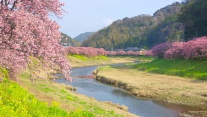 春天唯美河边樱花