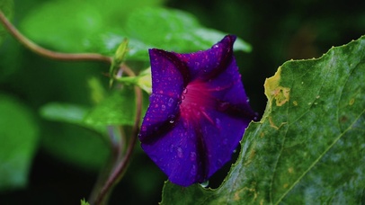 4K超美喇叭花护眼