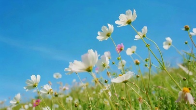 蓝天下鲜花