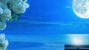 夜景树木海景带鱼屏